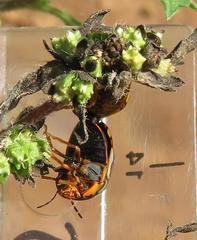 Sphaerocoris testudogrisea