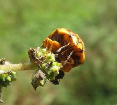 Sphaerocoris testudogrisea