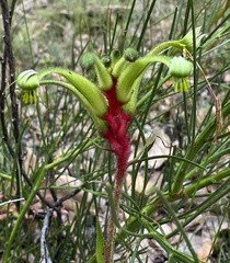 Anigozanthos gabrielae