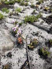 Disa obliqua