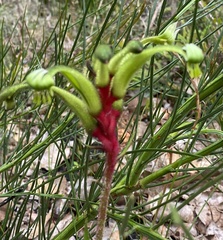 Anigozanthos gabrielae