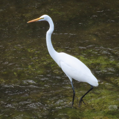 Ardea alba modesta