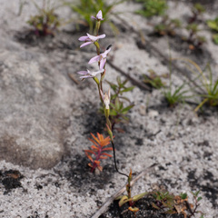 Disa obliqua