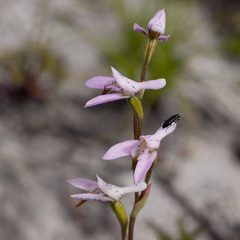 Disa obliqua