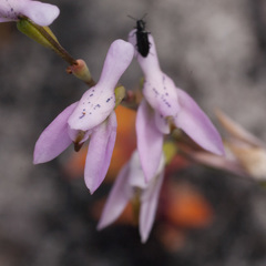Disa obliqua