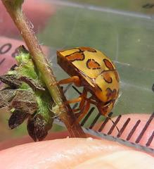 Sphaerocoris testudogrisea