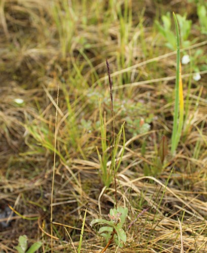 Image of Festuca richardsonii by (c) nina_nesterova, some rights reserved (CC BY)
