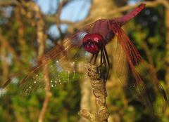 Trithemis annulata annulata