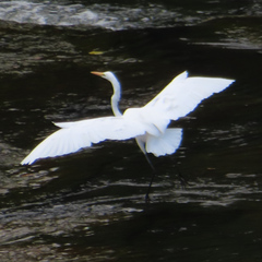 Ardea alba modesta