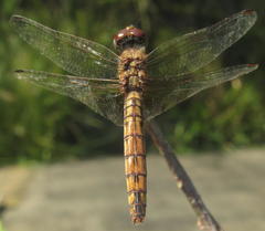 Trithemis annulata annulata