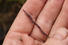Festuca richardsonii