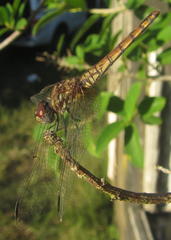 Trithemis annulata annulata