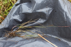 Festuca richardsonii