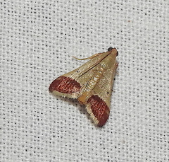 Autocharis