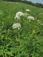 Selinum alatum