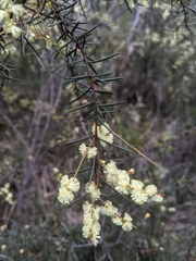 Acacia derwentiana