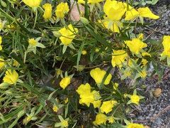 Hibbertia cunninghamii