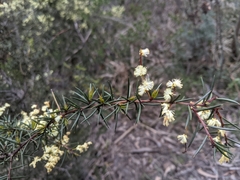 Acacia derwentiana