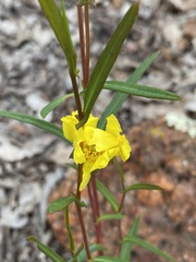 Hibbertia cunninghamii