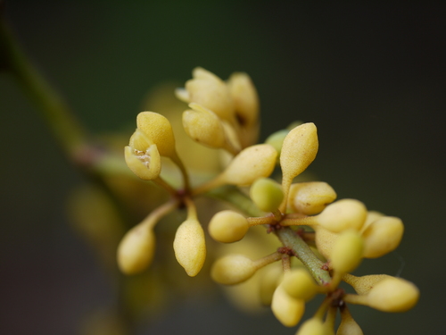 Gymnacranthera observed 2013-03-16