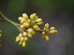 Gymnacranthera canarica