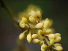 Gymnacranthera canarica