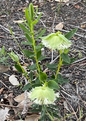 Pimelea lehmanniana