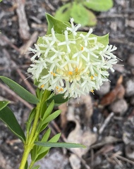 Pimelea lehmanniana