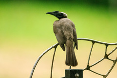 Philemon buceroides yorki