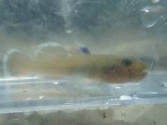 Rhinogobius candidianus