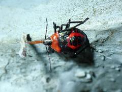 Eocanthecona furcellata