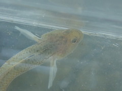 Rhinogobius candidianus