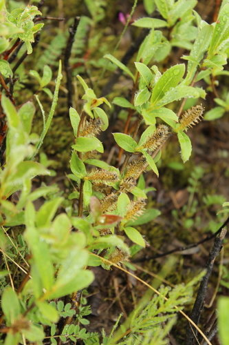 Image of Salix reptans by (c) nina_nesterova, some rights reserved (CC BY)