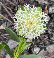 Pimelea lehmanniana