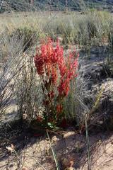 Rumex cordatus
