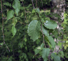 Betula costata