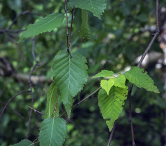 Betula costata
