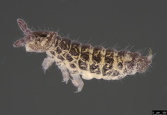 Ceratophysella