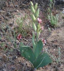 Gladiolus equitans