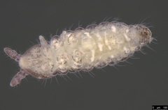 Ceratophysella