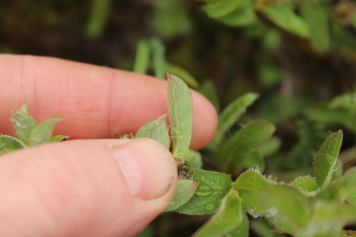Image of Salix reptans by (c) nina_nesterova, some rights reserved (CC BY)
