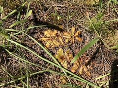 Drosera bulbosa