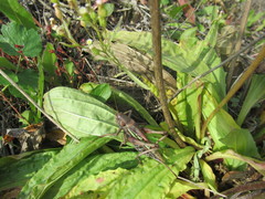 Gampsocleis sedakovii