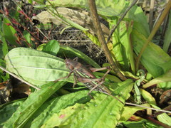 Gampsocleis sedakovii