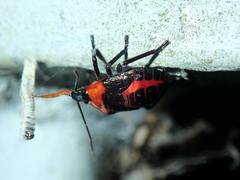 Eocanthecona furcellata