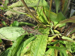 Gampsocleis sedakovii