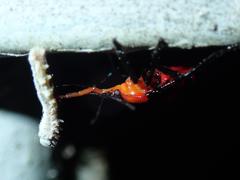 Eocanthecona furcellata