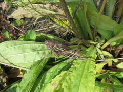 Gampsocleis sedakovii