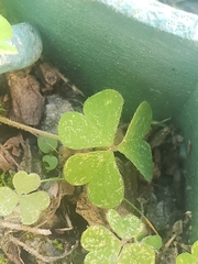 Oxalis corniculata
