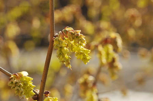 Corylopsis Spicata (Corylopsis spicata)